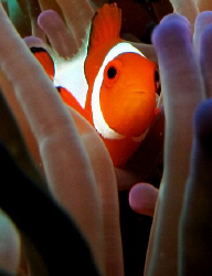 Critters Cove, Samal Island, Davao City by Bernard Maglana 